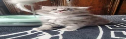Ragdoll cats for sale: Ragdoll - Advert 15