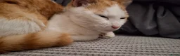 Mixed Breed cats for sale: Two gorgeous mixed - Advert 5