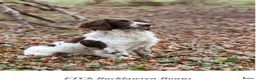 English Springer Spaniel dogs for sale: KC reg health tested English springer spaniel  - Advert 4