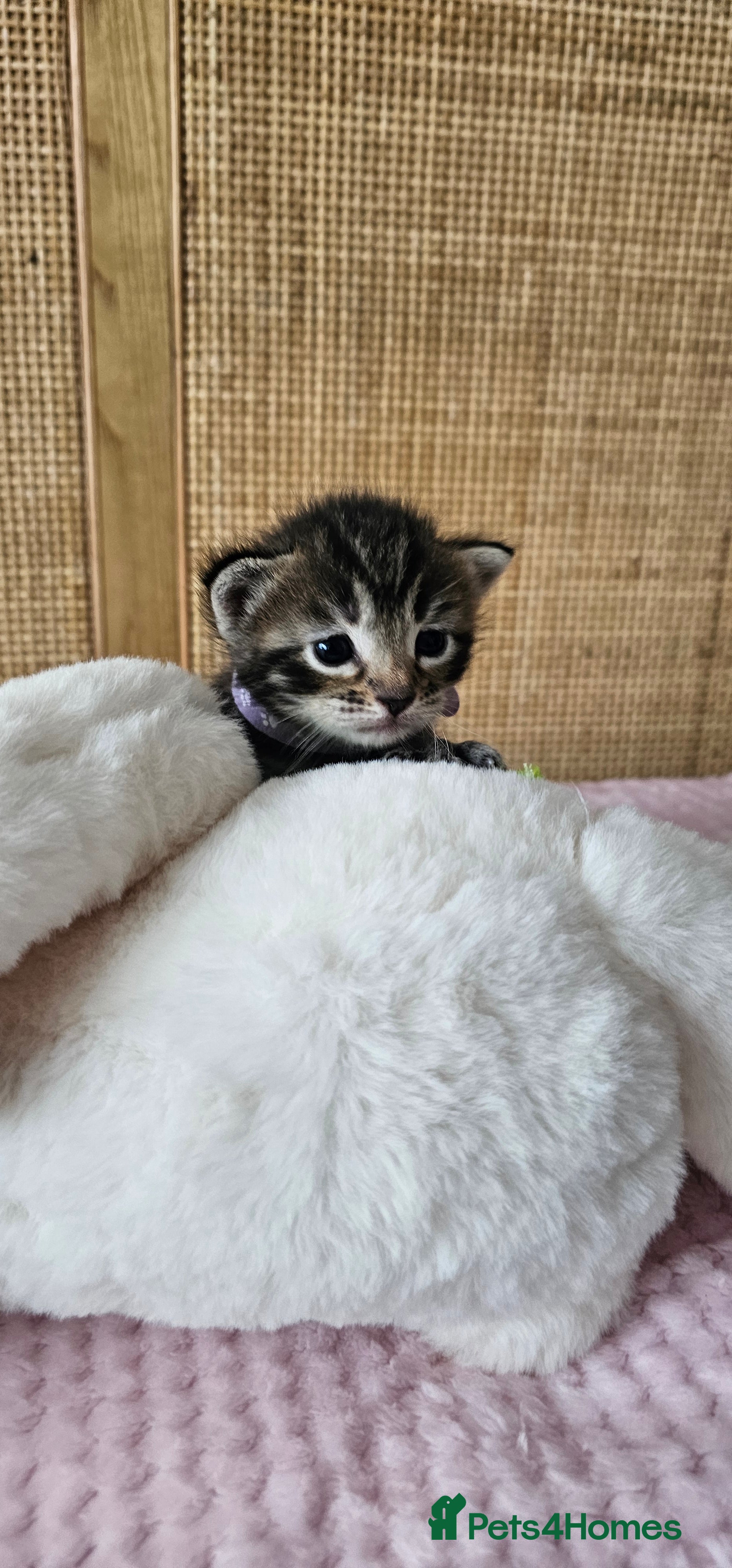 Mixed Breed cats for sale: Beautiful Bengal Mix Kittens - Advert 13