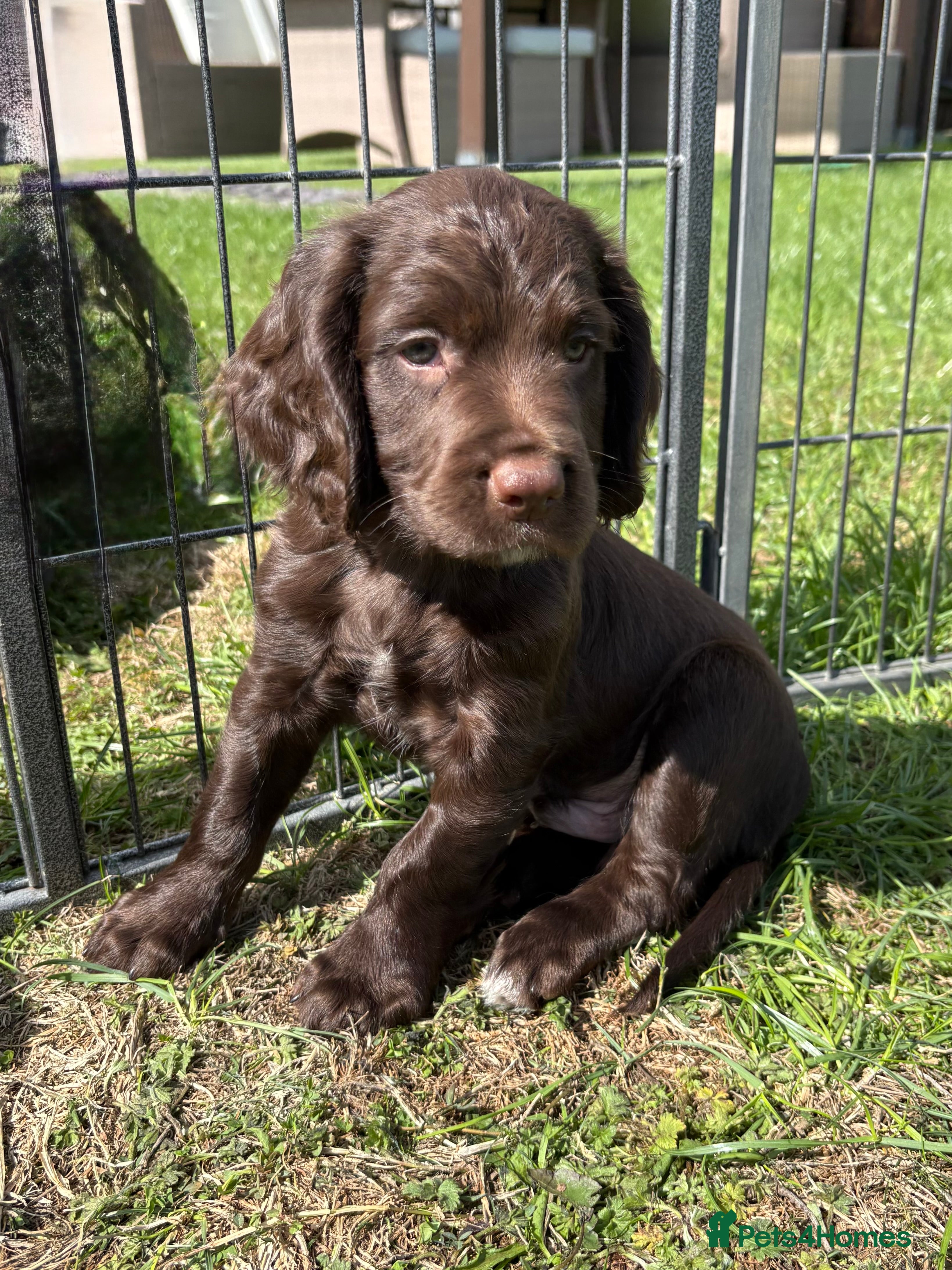 Sprocker dogs Fully Health Tested F1 Sprocker Spaniels - Advert 2
