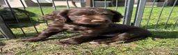Sprocker dogs for sale: Fully Health Tested F1 Sprocker Spaniels - Advert 7