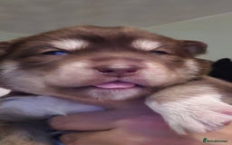 Siberian Husky dogs for sale: Wooly Siberian huskys - Image 9