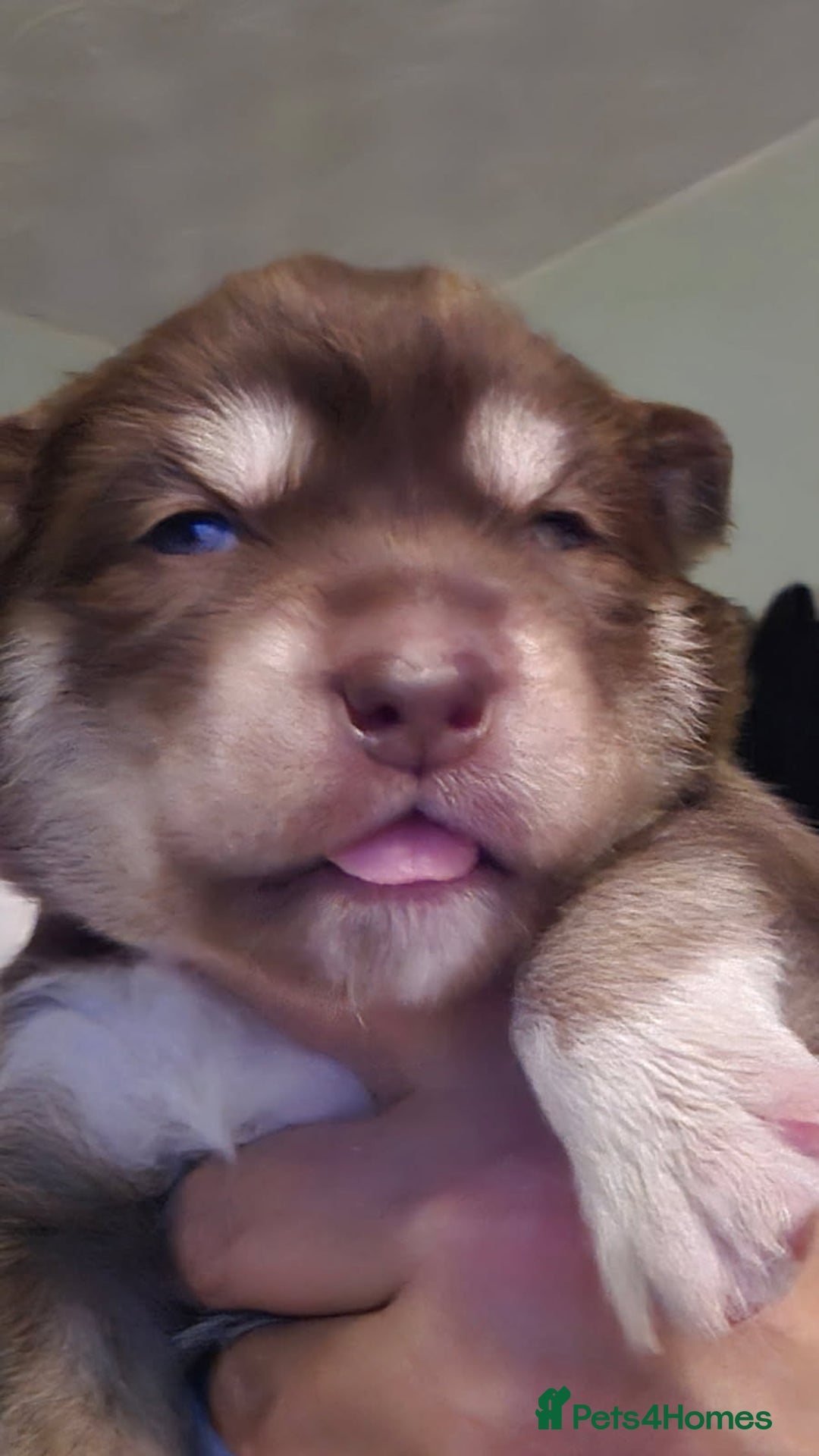 Siberian Husky dogs for sale: Wooly Siberian huskys - Image 9