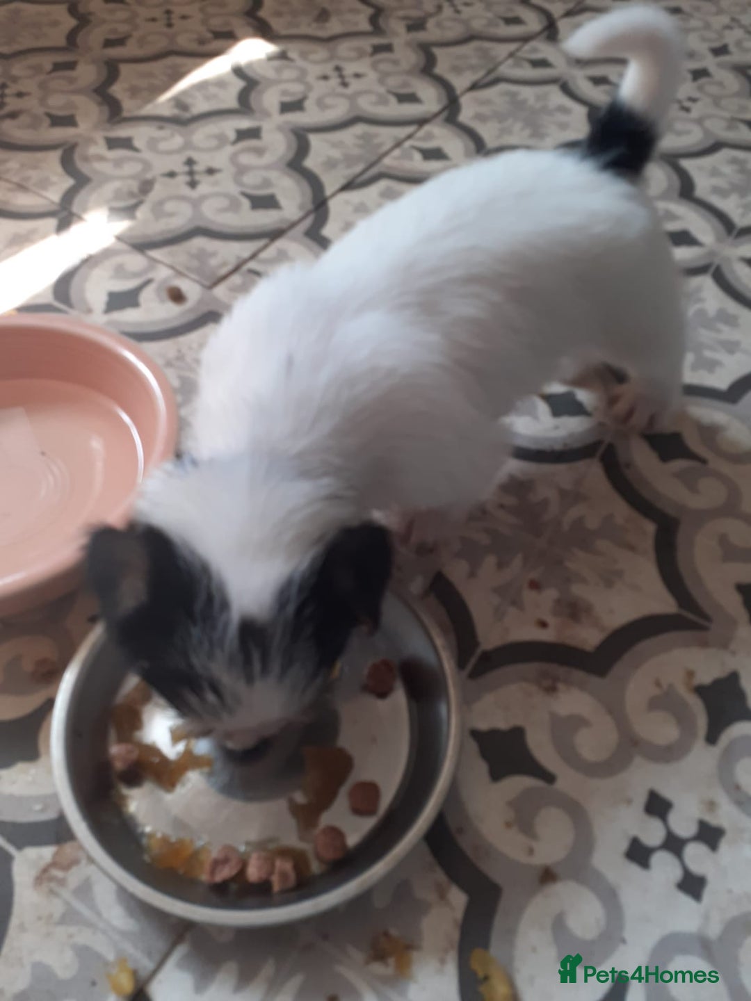 Jack Russell dogs for sale: 15 week wired haired jack Russell teddy  - Image 7