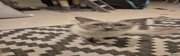 Ragdoll cats for sale: Stunning Male Ragdoll - Advert 4
