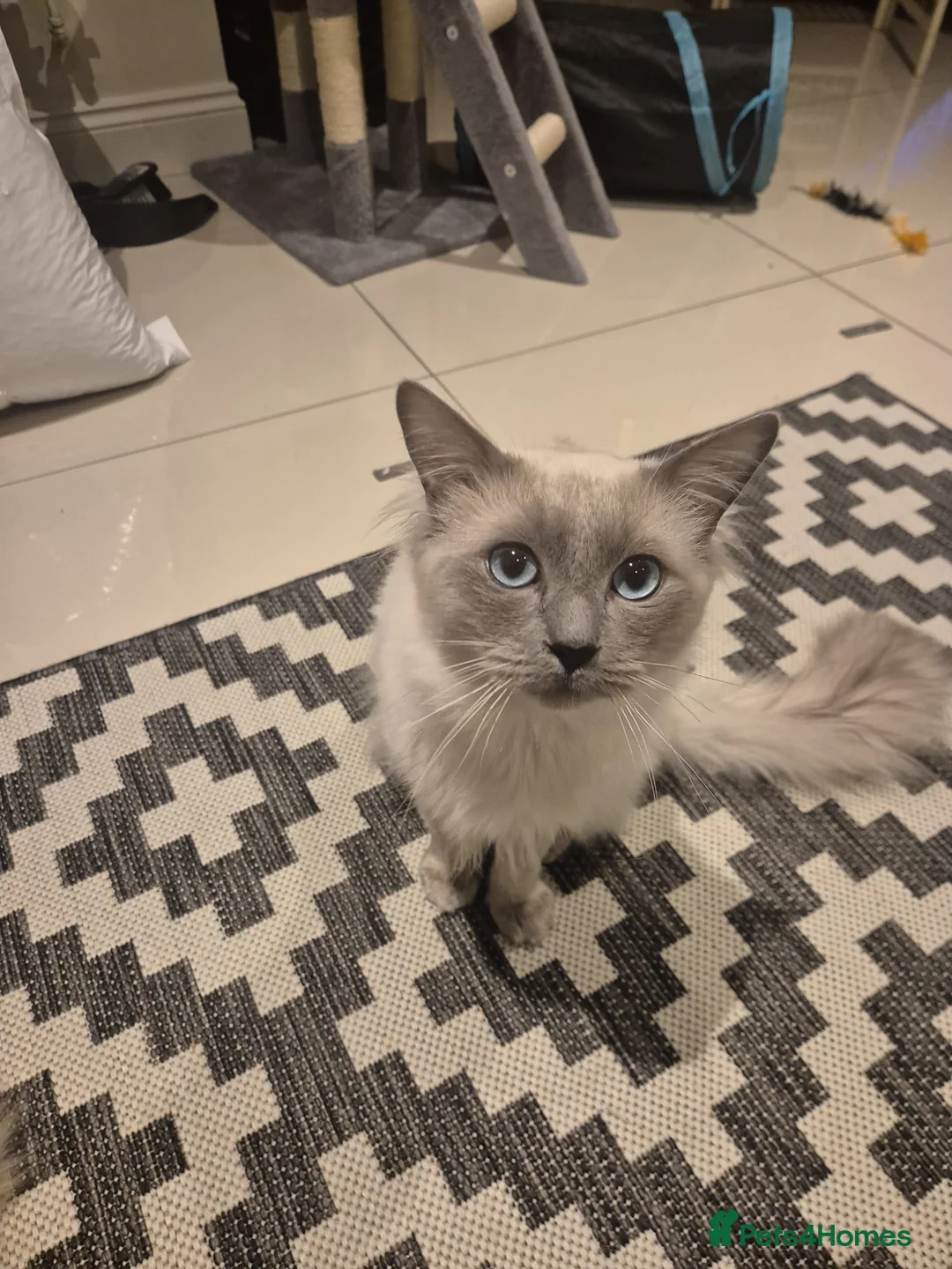 Ragdoll cats for sale: Stunning Male Ragdoll - Advert 4