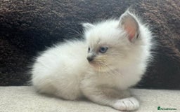 Ragdoll cats for sale: ⭐️BEAUTIFUL PUREBREED BLUEPOINT RAGDOLL KITTENS ⭐️ - Image 36