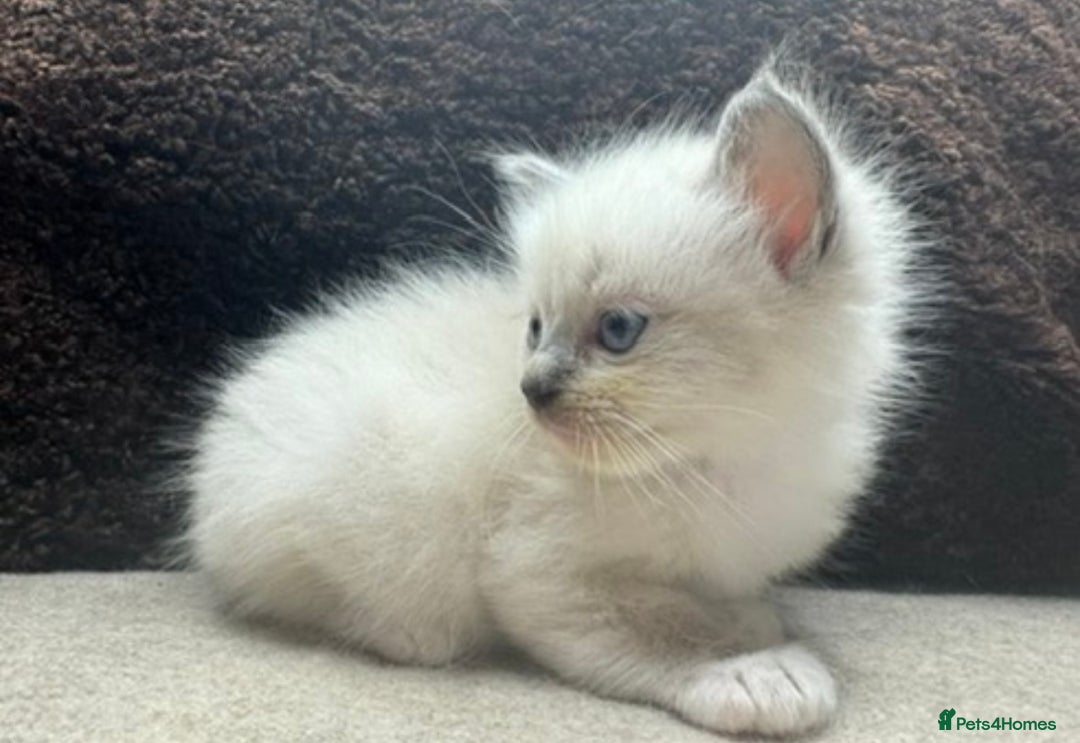 Ragdoll cats for sale: ⭐️BEAUTIFUL PUREBREED BLUEPOINT RAGDOLL KITTENS ⭐️ - Image 36