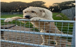 Mixed Breed dogs for sale: WOLFADOODLE F1B REVERSE. IRISH WOLFHOUND X  - Advert 10