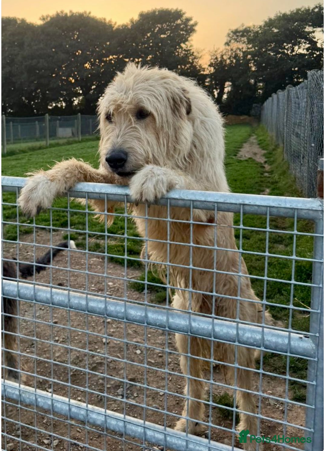Mixed Breed dogs for sale: WOLFADOODLE F1B REVERSE. IRISH WOLFHOUND X  - Advert 10