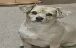 Mixed Breed dogs for adoption: Senior rescue Buddy is looking for a second chance - Image 2