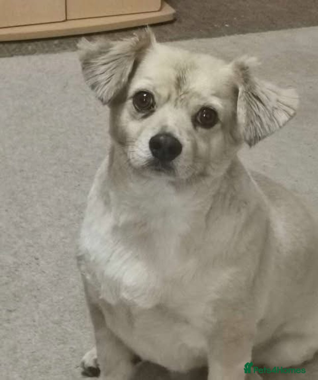 Mixed Breed dogs for adoption: Senior rescue Buddy is looking for a second chance - Image 2