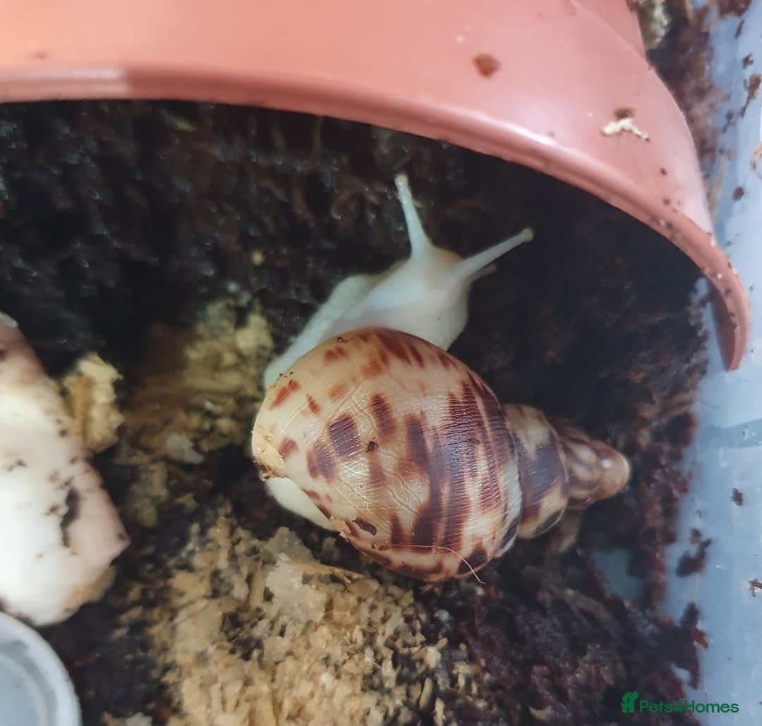Snails invertebrates for sale: Tiger stripe albino giant african land snail  - Advert 3