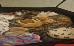 Maine Coon cats for sale: 2 Stunning Cream Pedigree Mainecoons Available  - Image 11