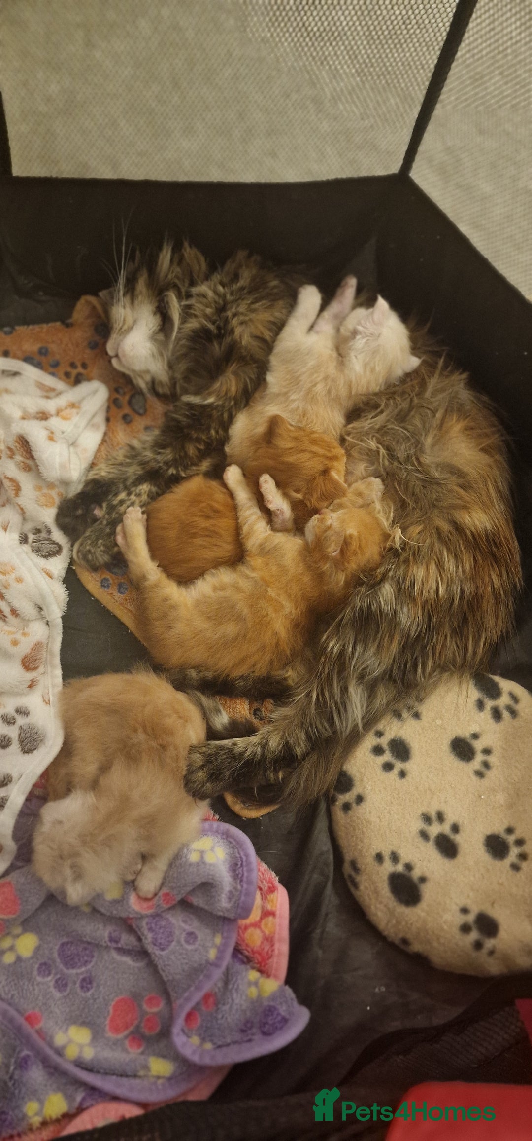 Maine Coon cats for sale: 2 Stunning Cream Pedigree Mainecoons Available  - Image 11