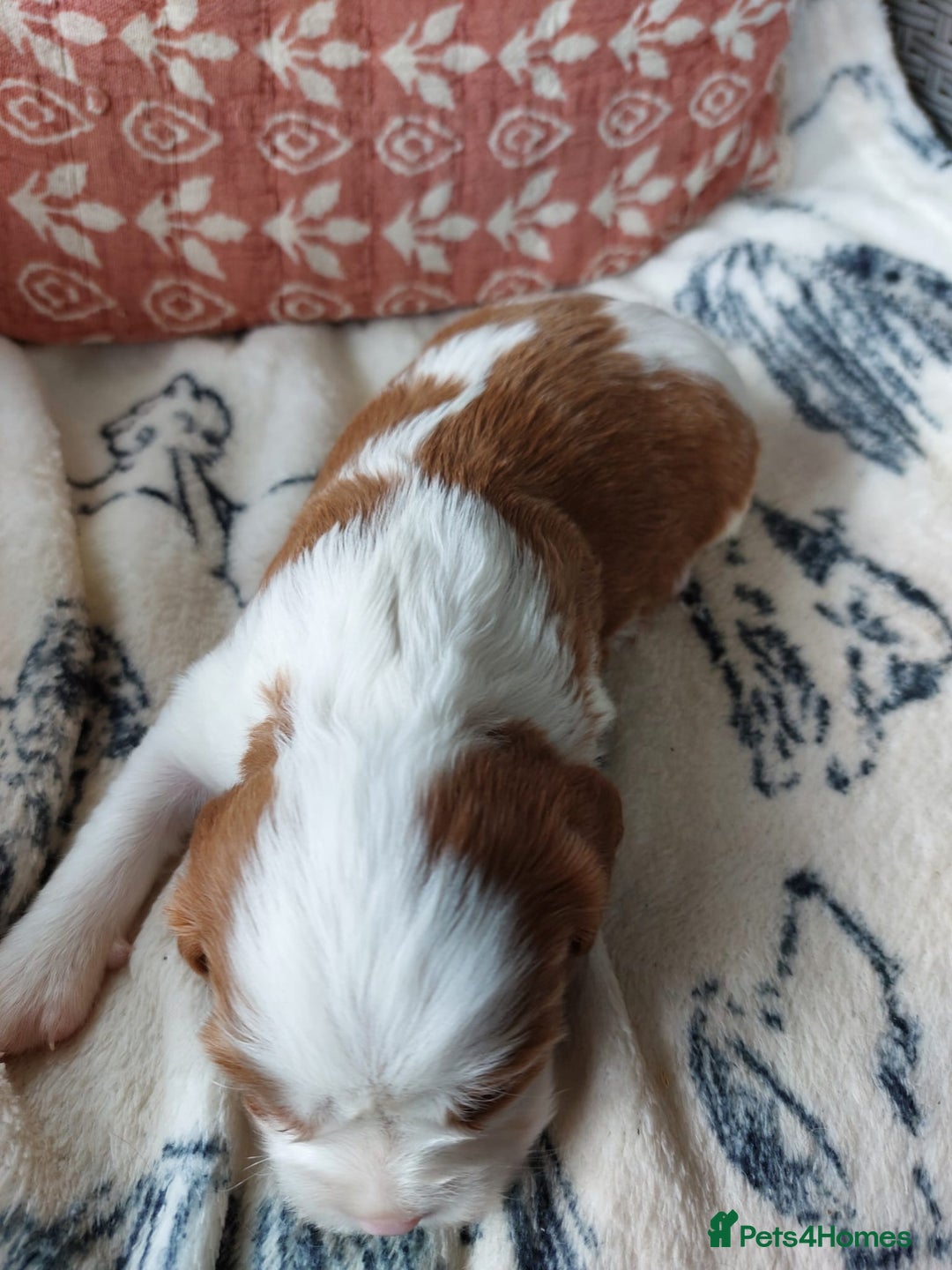 Cavalier King Charles Spaniel dogs for sale: Outstanding Cavalier King Charles Puppies  - Image 12