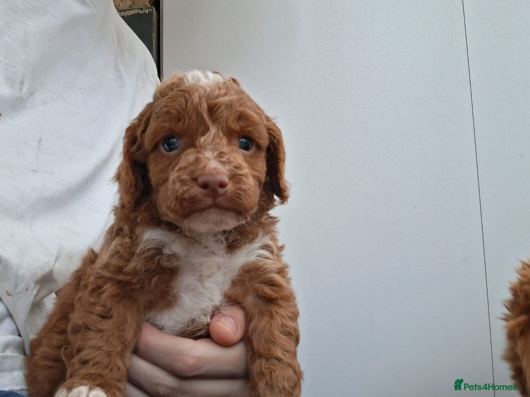Cockapoo dogs for sale: ** BEAUTIFUL LITTER OF COCKAPOOS ** - Image 18