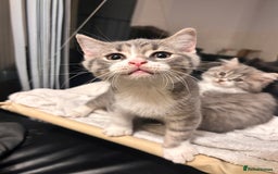 British Shorthair cats for sale: British shorthair kittens  - Image 4