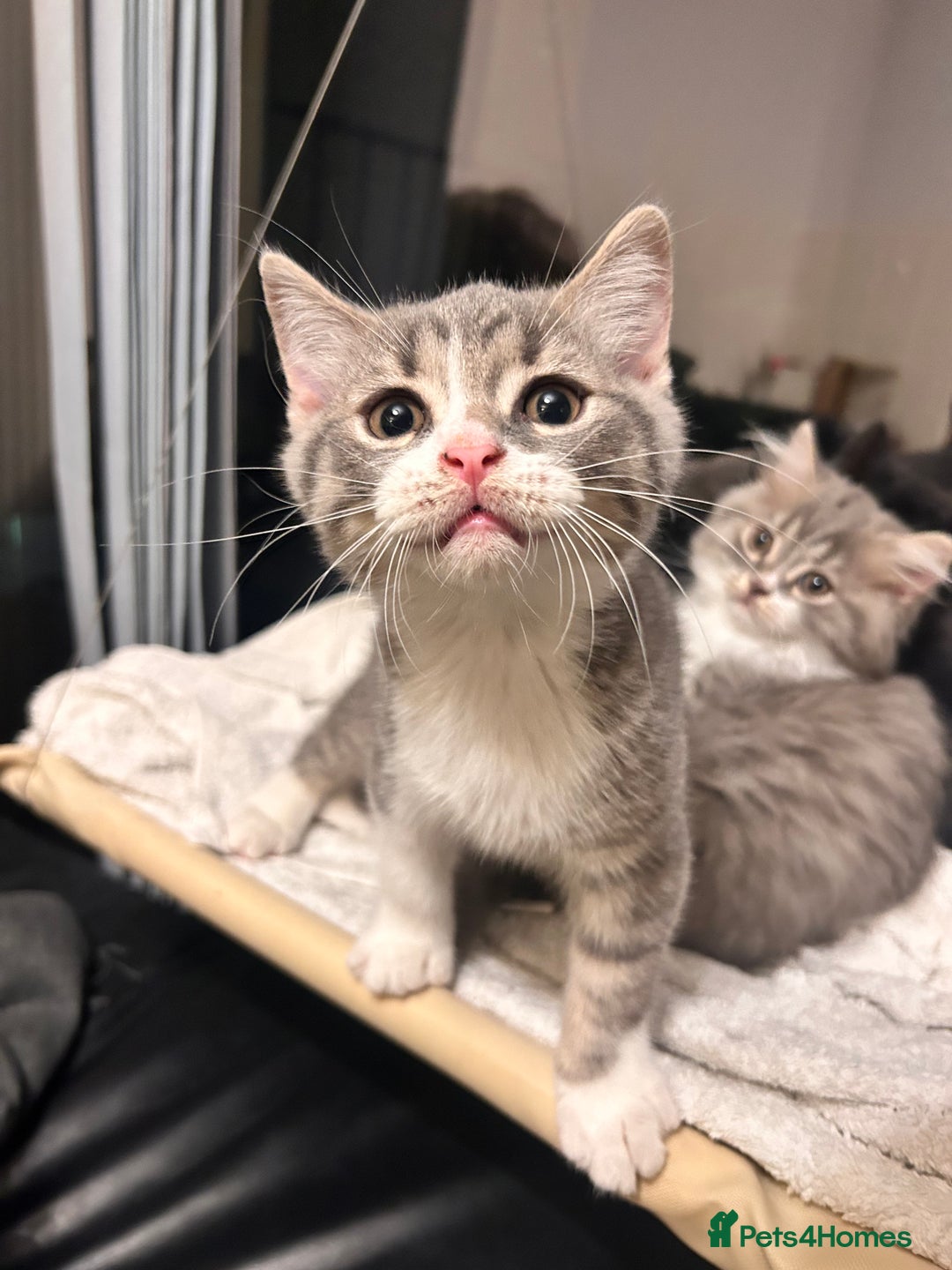 British Shorthair cats for sale: British shorthair kittens  - Image 4