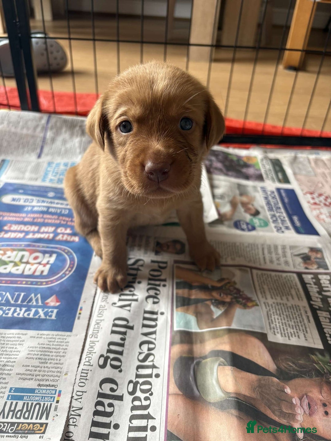 Labrador Retriever dogs for sale: Fox Red / yellow Labrador puppies for sale - Image 27
