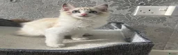 Ragdoll cats for sale: Beautiful Ragdoll Kittens - Advert 24