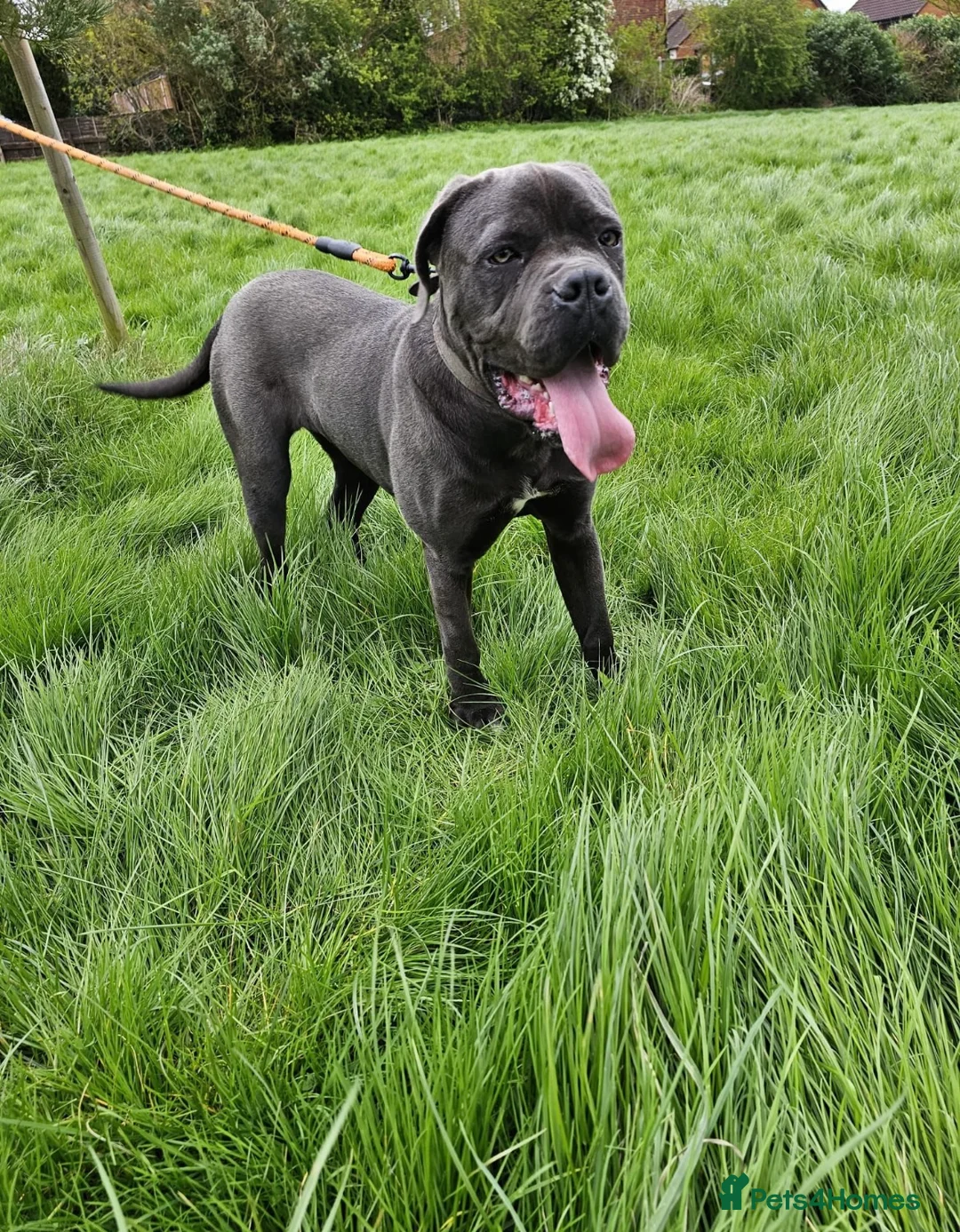 Cane Corso dogs for sale: Cane corso  in Dudley - Advert 1