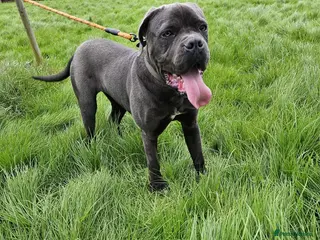 Cane Corso dogs Cane corso - Advert 6