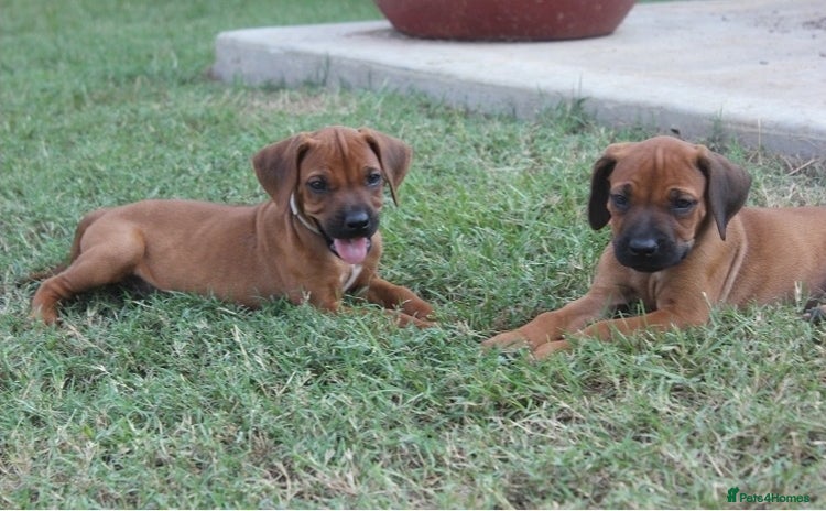 Rhodesian Ridgeback dogs - Advert 1