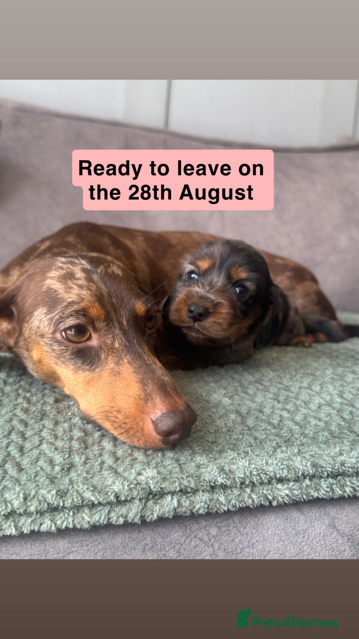 Miniature Dachshund dogs Miniature dachshund puppies  - Advert 2