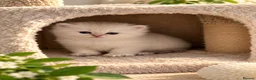 Scottish Fold cats for sale: stunning Scottish Fold and  Straight kittens - Advert 10