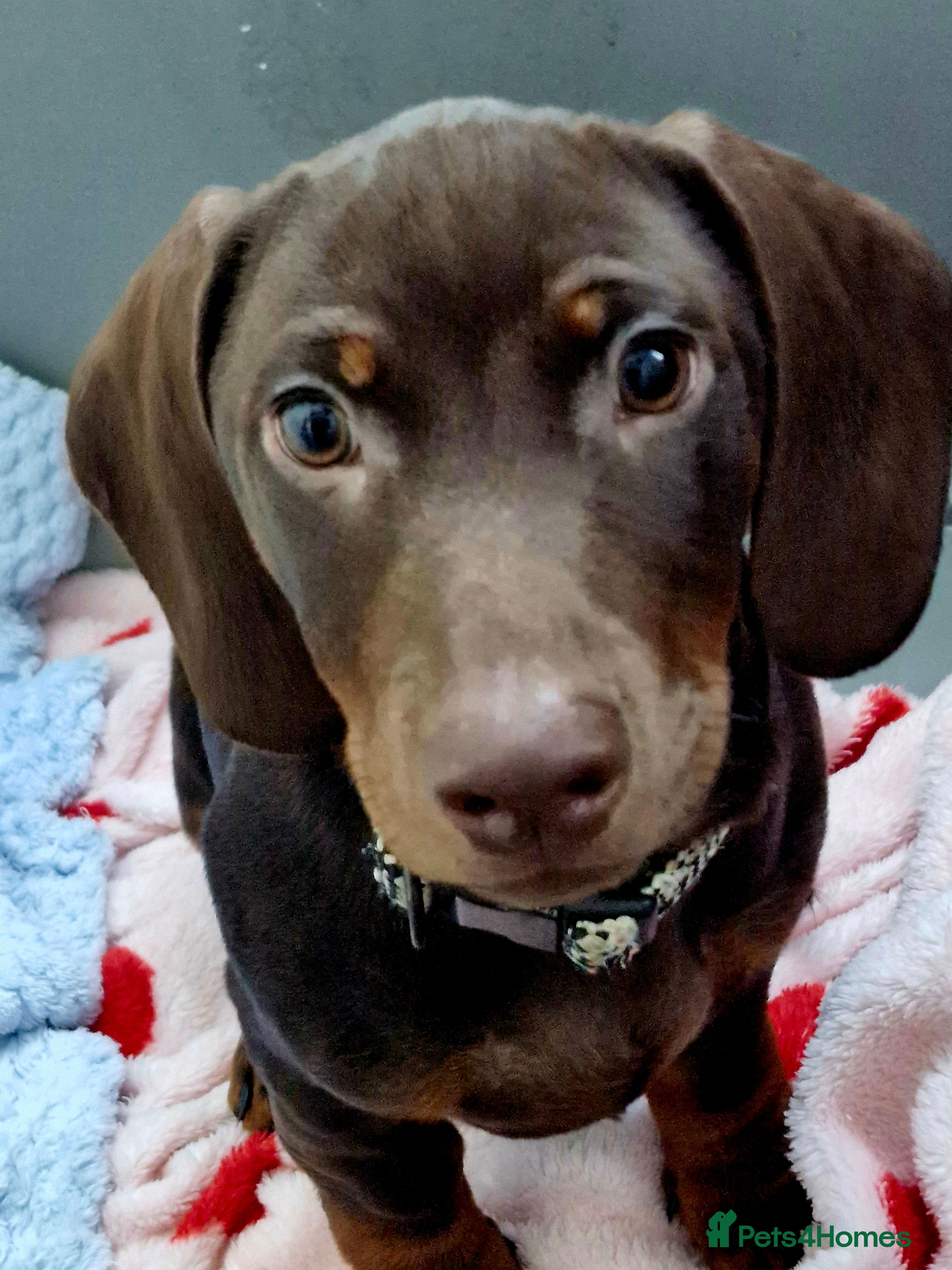 Dachshund dogs Standard Daushand  - Advert 1