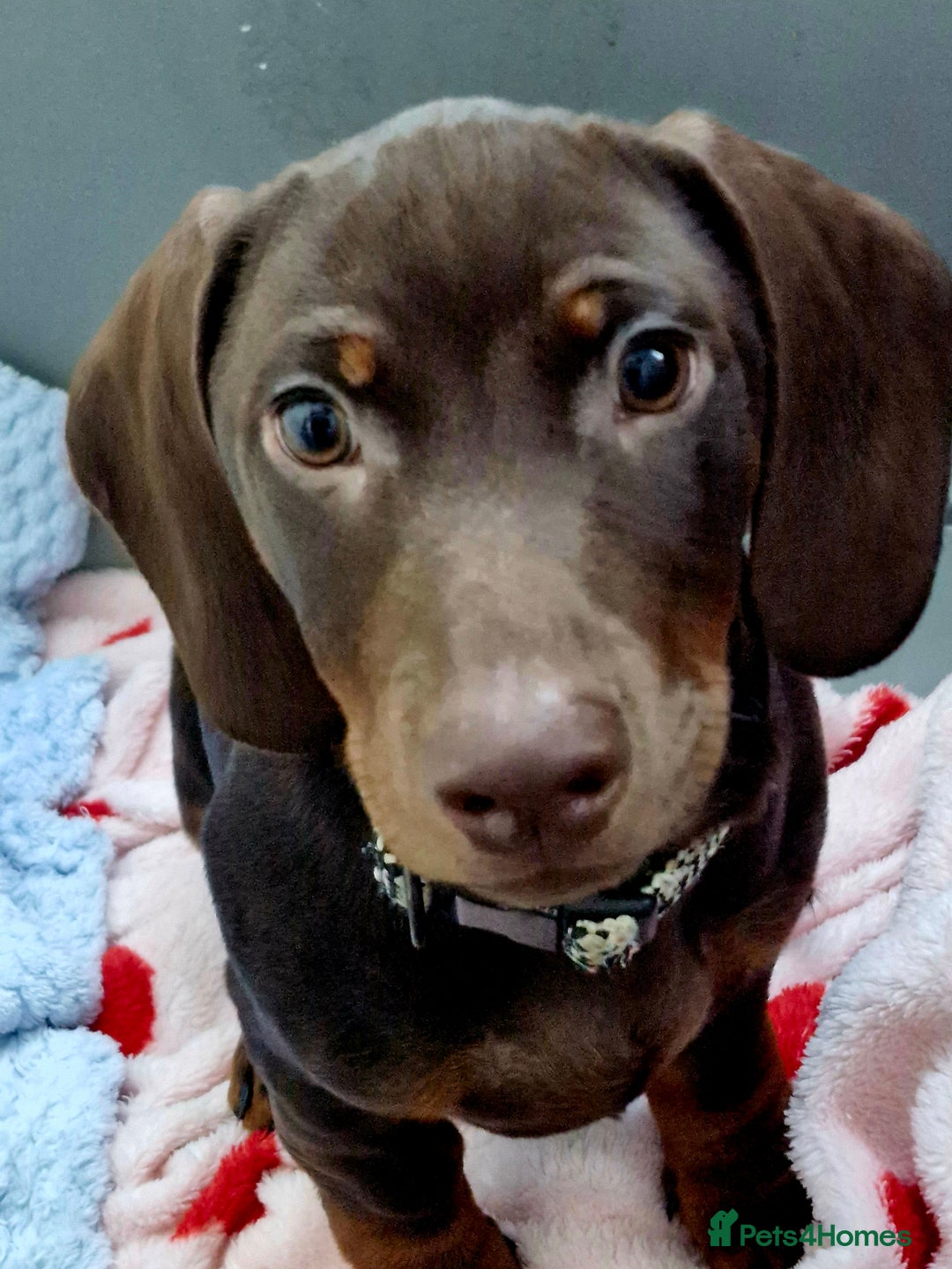 Dachshund dogs for sale: Standard Dachshund - Advert 1