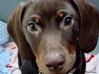 Dachshund dogs Standard Daushand - Advert 2