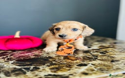 Miniature Dachshund dogs for sale: Cream Litter 5 Star Breeder ⭐️⭐️⭐️⭐️⭐️  - Image 22