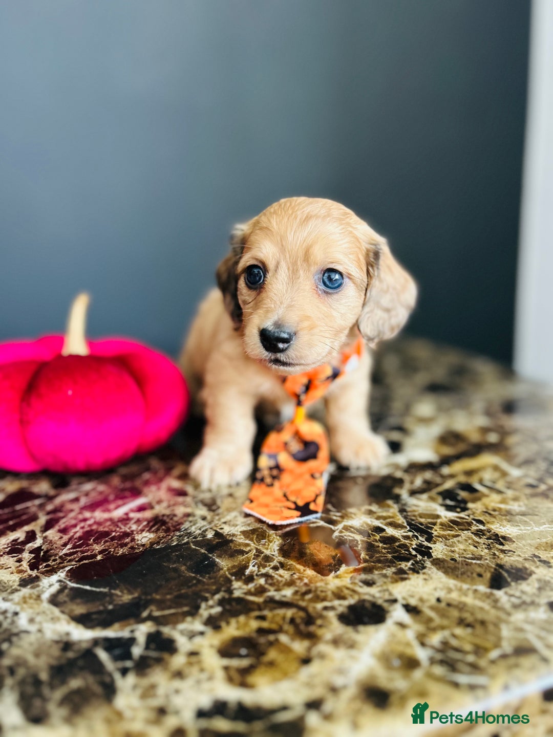 Miniature Dachshund dogs for sale: Cream Litter 5 Star Breeder ⭐️⭐️⭐️⭐️⭐️  - Image 22