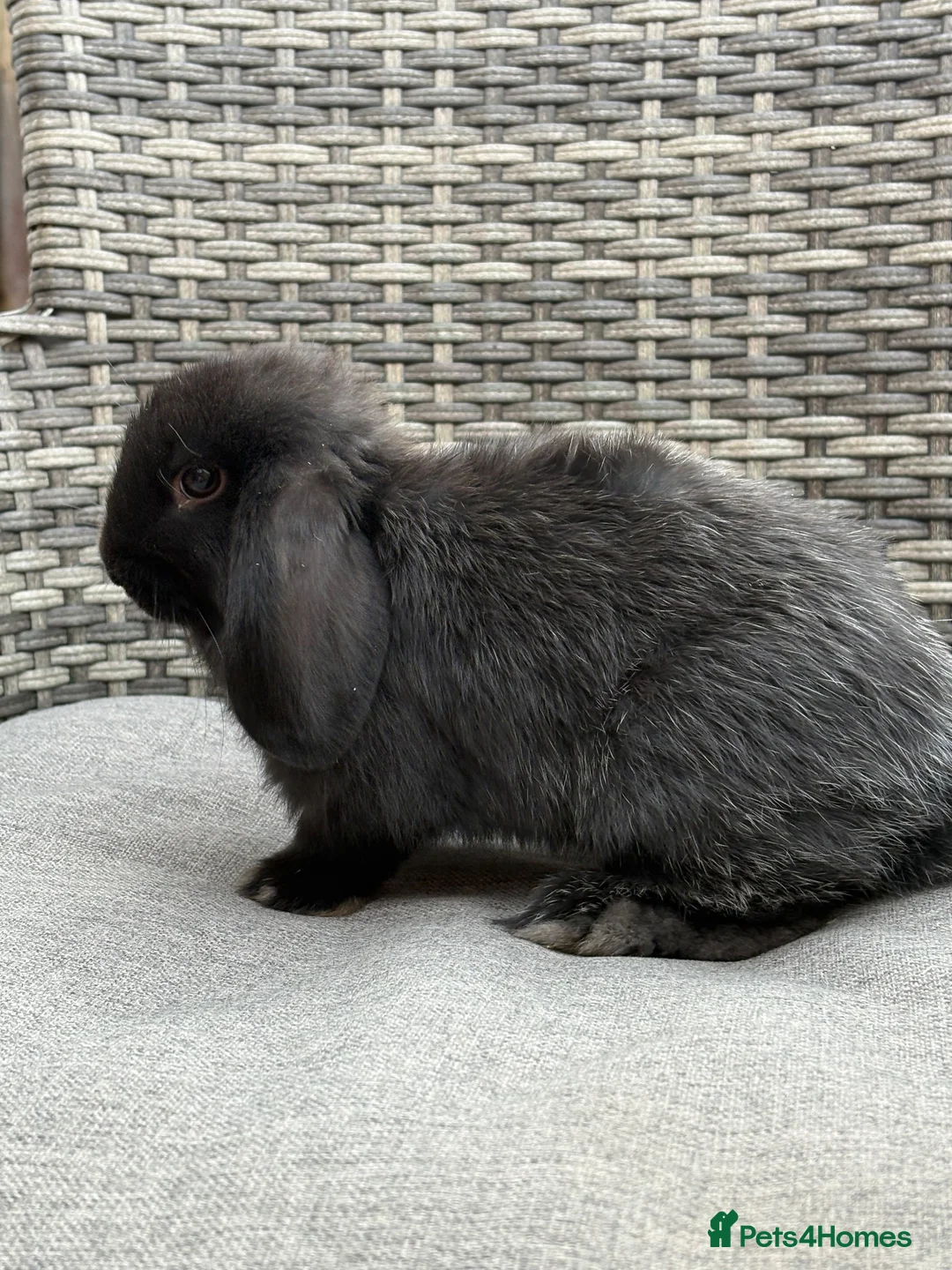 Mini Lop rabbits for sale: Mini Lop for sale in Tewkesbury - Advert 2
