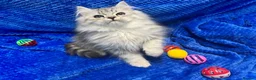 Siberian cats for sale: 🩶🩶Stunning Silver Traditional Siberian’s🩶🩶 - Advert 6