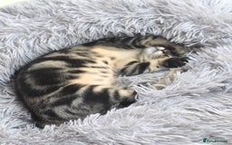 Domestic Shorthair cats for sale: Domestic shorthair - Image 3
