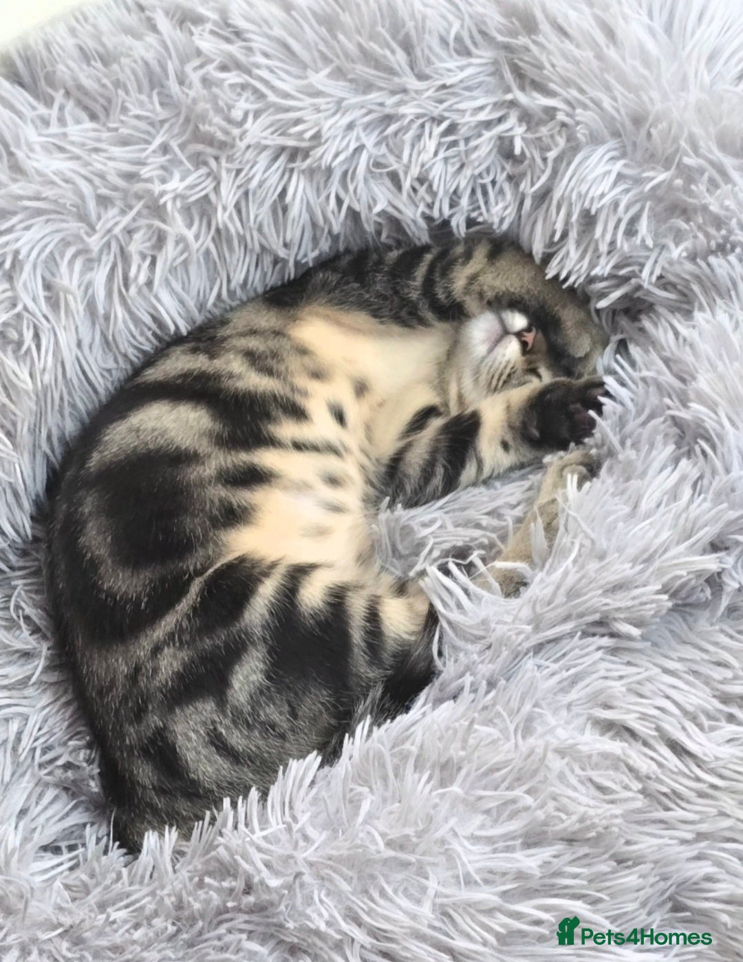 Domestic Shorthair cats for sale: Domestic shorthair - Image 3