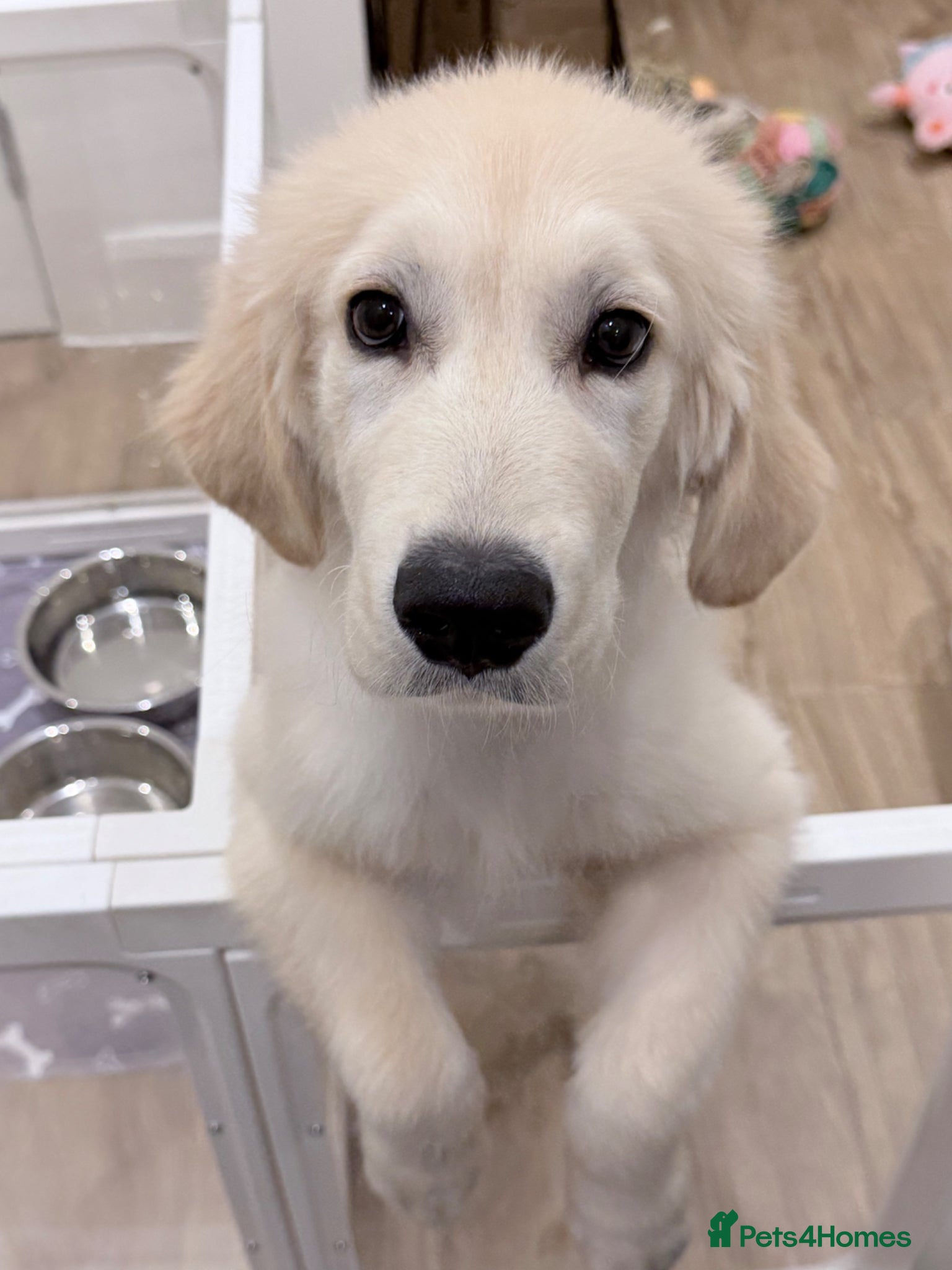 Golden Retriever dogs Beautiful Golden Retriever Puppy - Advert 1