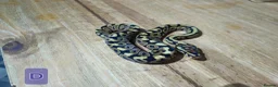Python Snake reptiles for sale: spotnose and clown ball pythons  - Advert 8