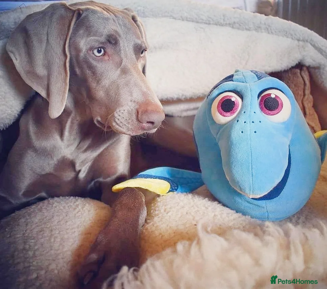 Weimaraner dogs for stud: 🔥super stud🔥Hipscored🔥KC reg in Woodbridge - Advert 10