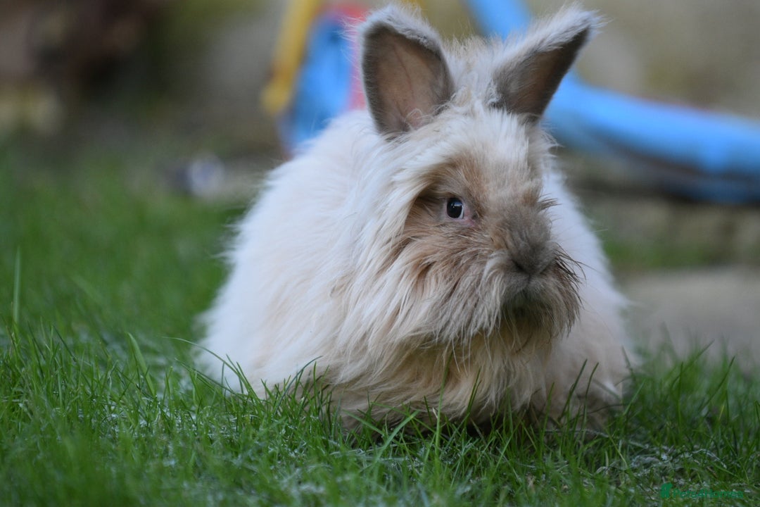 Angora rabbits for sale: French Imported Pedigree English Angoras - Advert 5