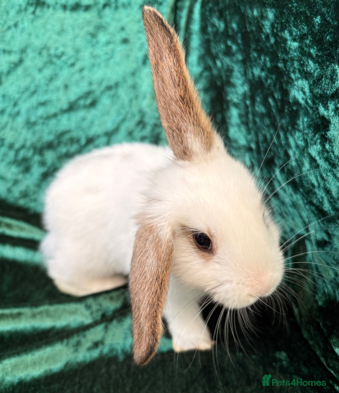 Mixed Breed rabbits for sale: Mini lop cross French lop baby rabbits.  - Image 8
