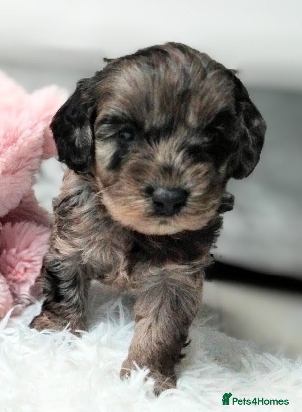 Cavapoo dogs Stunning F2B Cavapoo's Health Tested - Advert 15