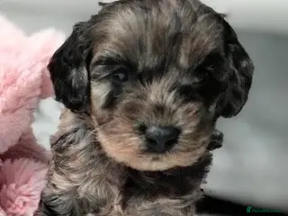 Cavapoo dogs Stunning F2B Cavapoo's Health Tested - Advert 14