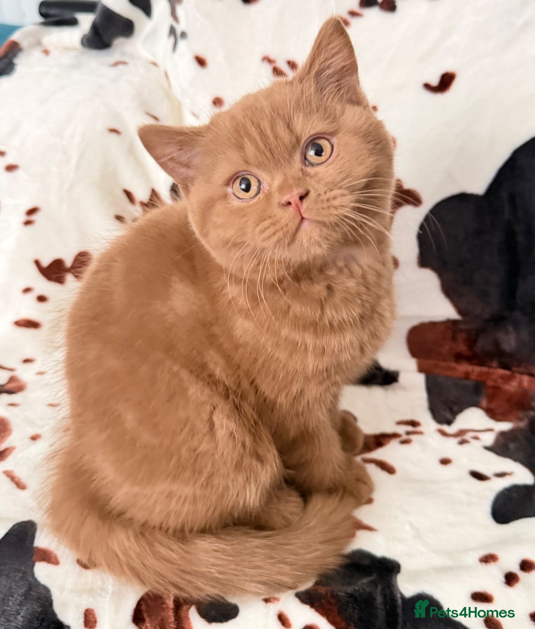 British Shorthair cats 🐾 GCCF 🤎 Maya – beautiful Cinnamon BSH - Advert 2