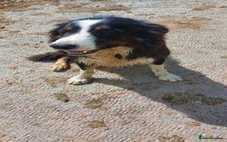 Border Collie dogs for sale: Roy, 3 Yr old Collie Looking for a Loving Pet Home - Image 3