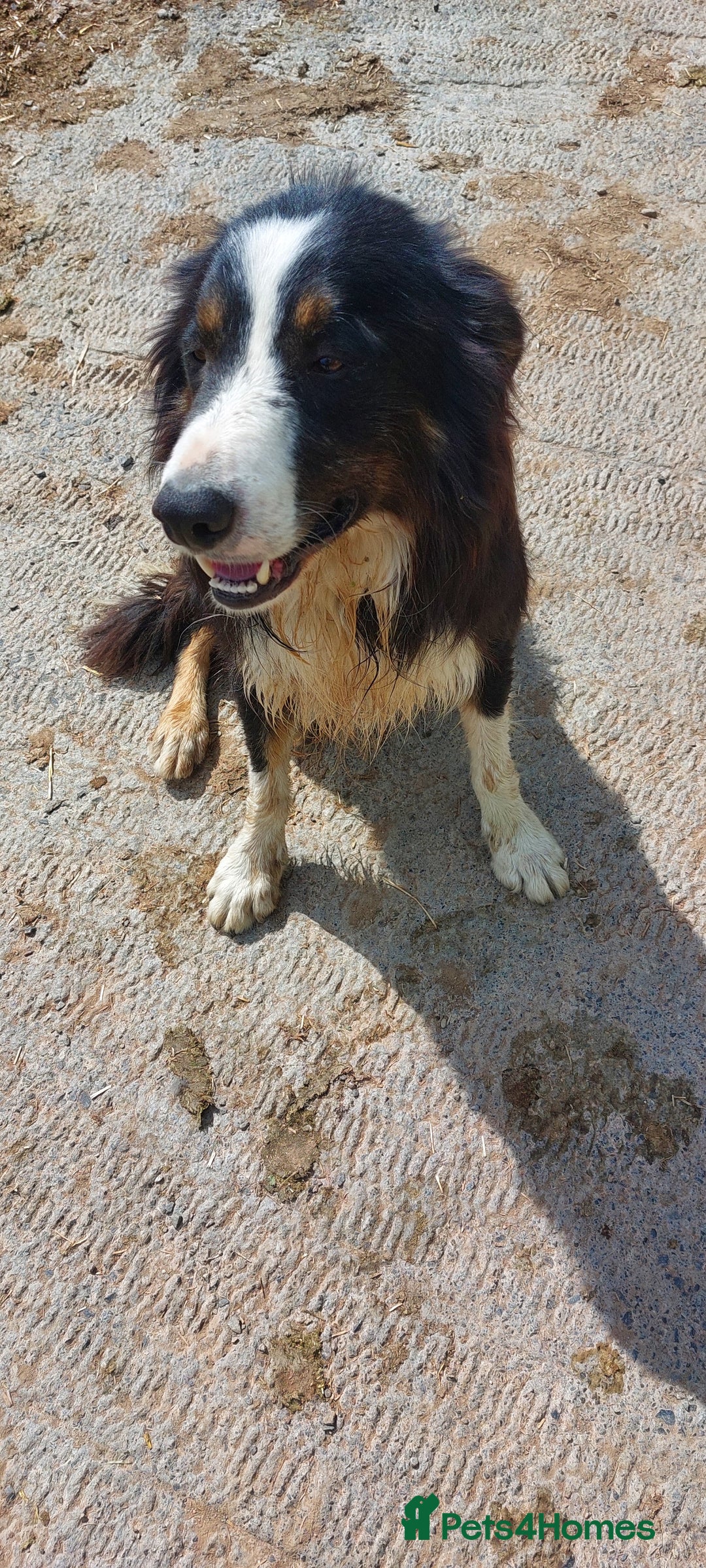 Border Collie dogs for sale: Roy, 3 Yr old Collie Looking for a Loving Pet Home - Image 3